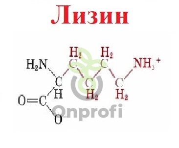 Аминокислота незаменимая L-АЛЬФА Лизин, 50гр